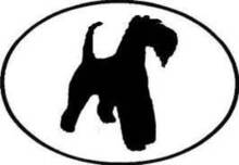 Kerry Blue Terrier